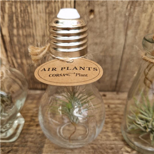 Air Plants (Tillandsia) Light Bulb Bottle